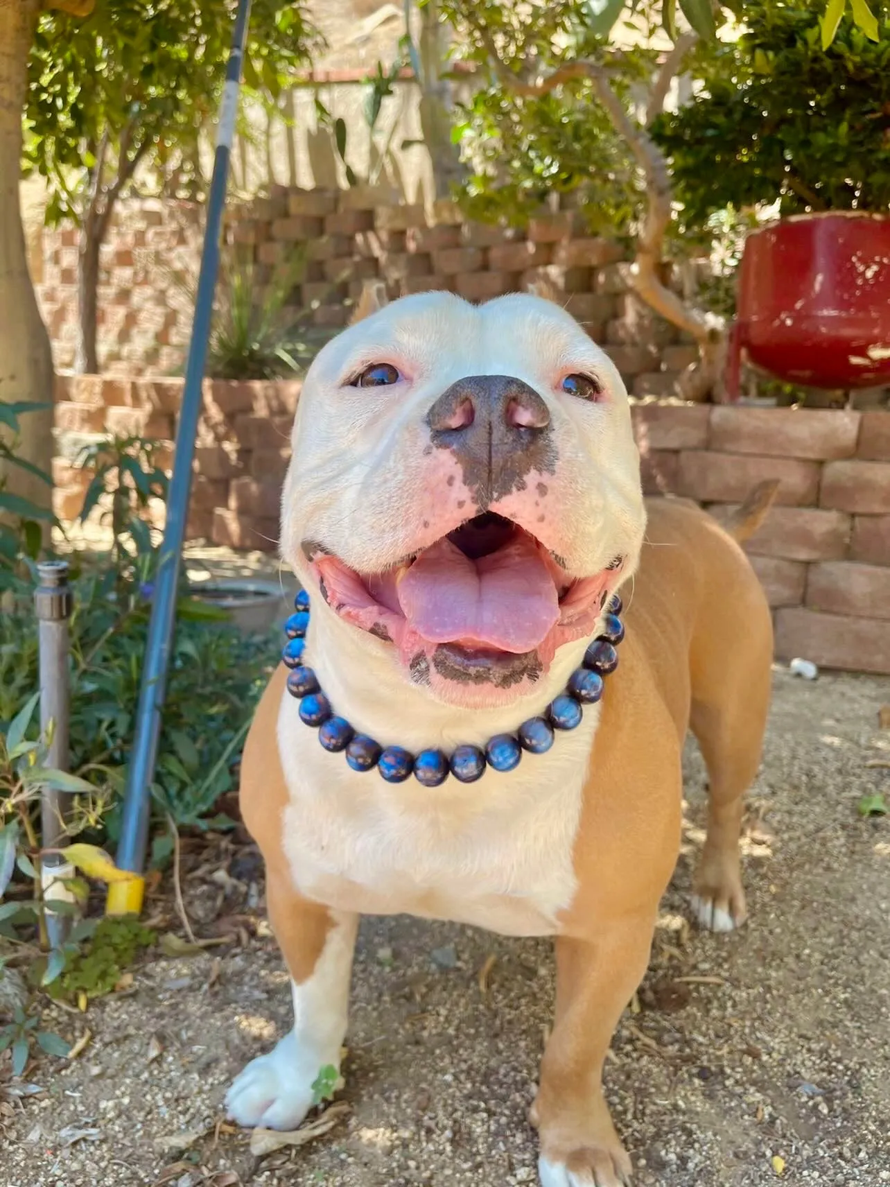 Galaxy Blue Resin Bead Collar