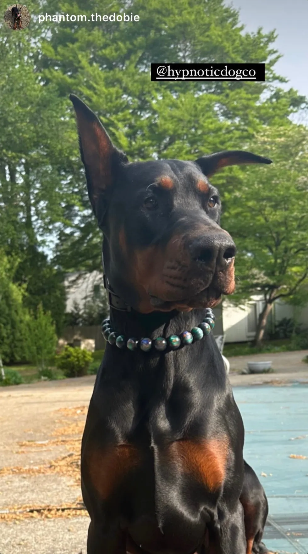 Northern Lights Resin Bead Collar