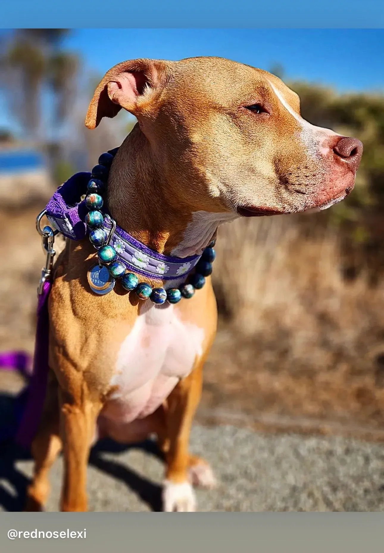 Northern Lights Resin Bead Collar