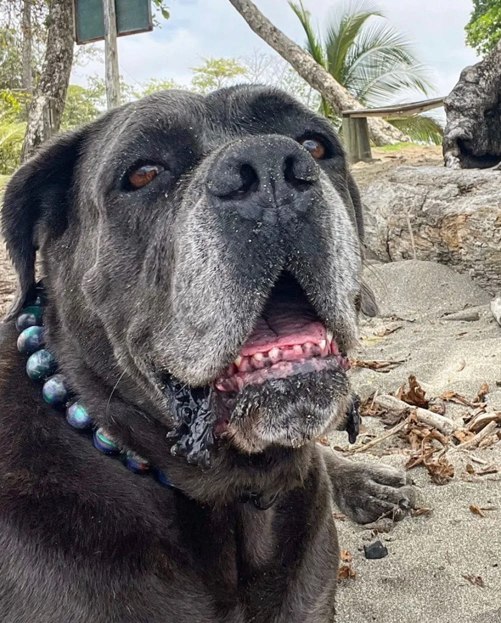 Northern Lights Resin Bead Collar