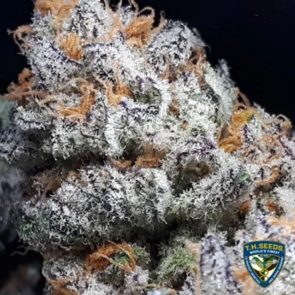 T.H. Seeds - Purple Banana Cream   2 x Free Seeds & 1 French Macaron