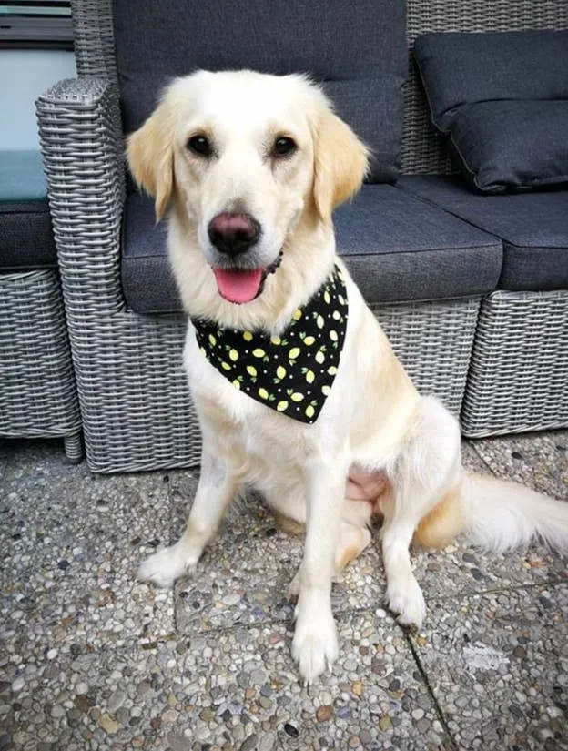 Timothy Plaid - Eco-Friendly Snap On Bandana - Made in the USA